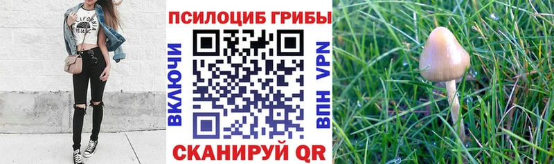 Псилоцибиновые грибы Magic Shrooms  KRAKEN зеркало  Анива 